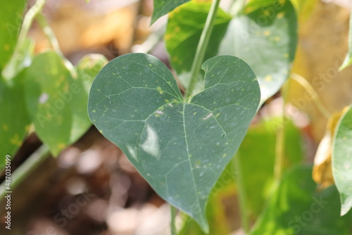 photo of Heart shaped green colored giloy leaf on a vine photo