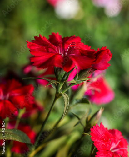 A deep red Sweet William bloom ; vertical image