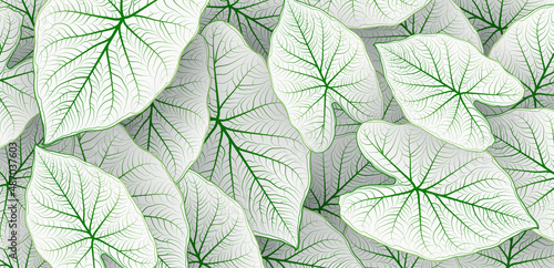 Caladium bicolor leaf pattern background. Tropical nature green white caladium leaf graphic elements. Modern simple leaves texture creative design with shadow decoration. Botanical vector
