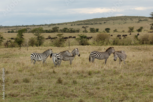 zebras on the savannah