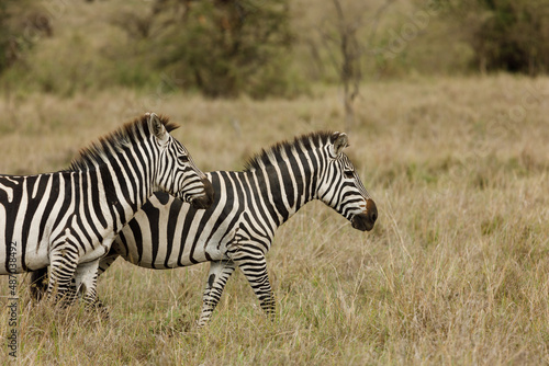 zebras on the savannah