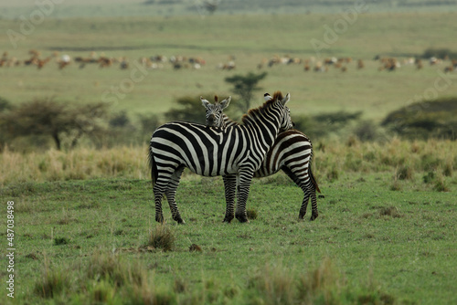 zebras on the savannah