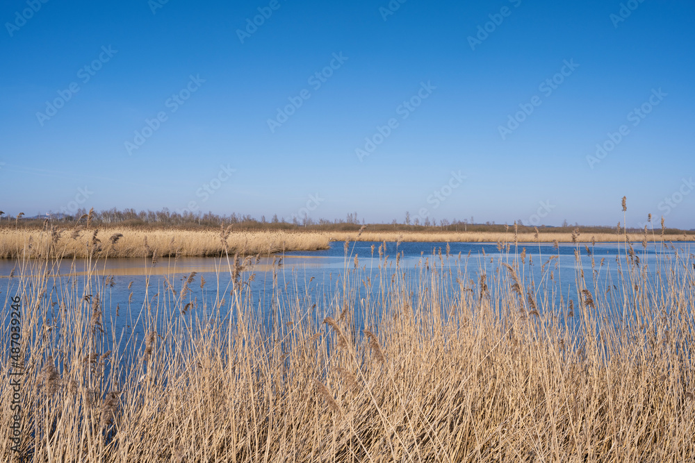 Schilflandschaft am Federsee bei Bad-Buchau Schilflandschaft am Federsee bei Bad-Buchau