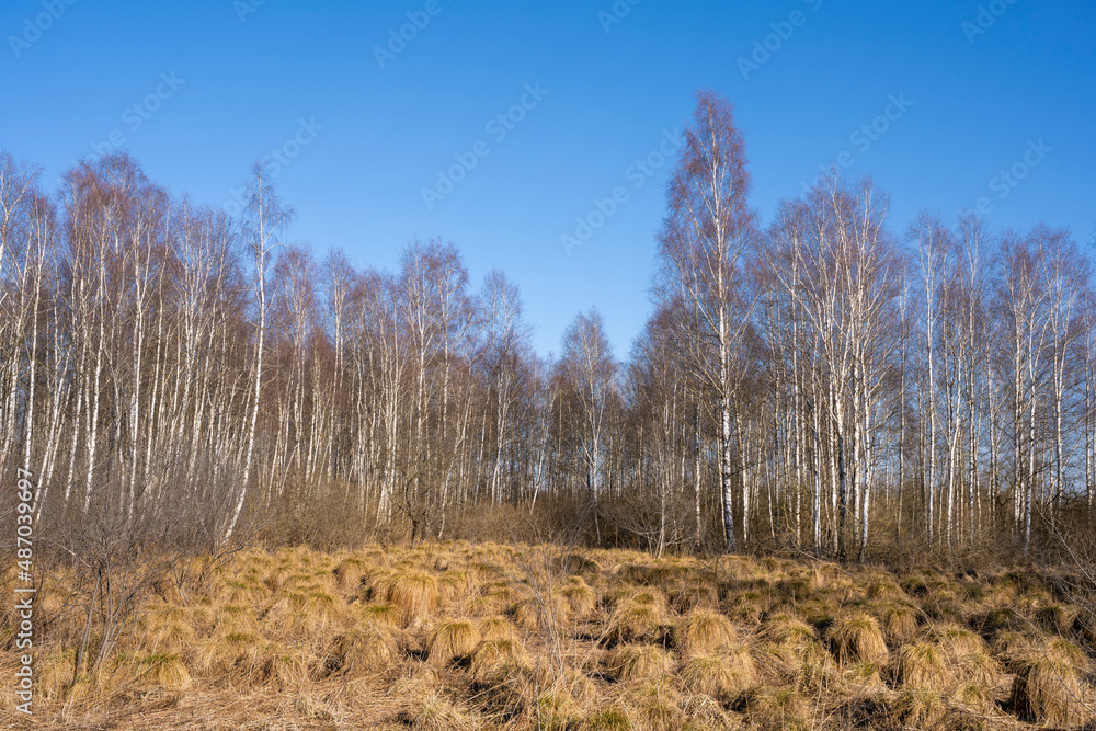 Moorbirkenwald im Banngebiet Staudacher am Federsee Moorbirkenwald im Banngebiet Staudacher am Federsee