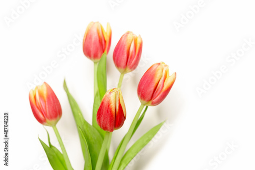 Fototapeta Naklejka Na Ścianę i Meble -  Bunch of red tulips on white background