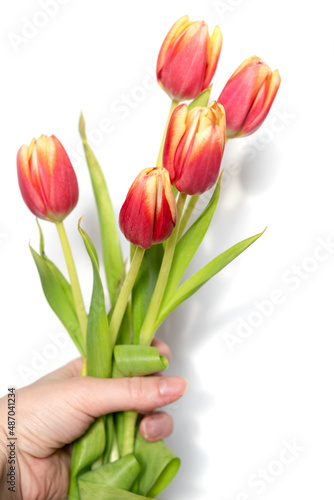 woman hand holding bunch of pink tulips  spring flowers