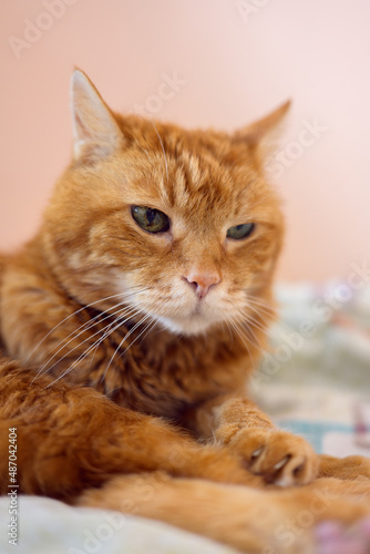 Fototapeta Naklejka Na Ścianę i Meble -  Sleepy old red cat. Selective focus on eyes.