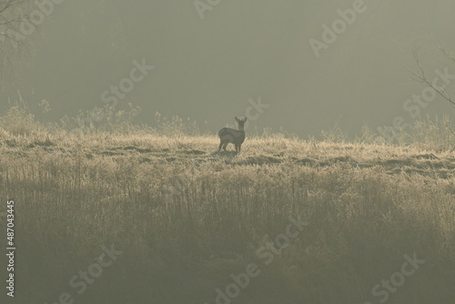 Fototapeta Naklejka Na Ścianę i Meble -  Sarna