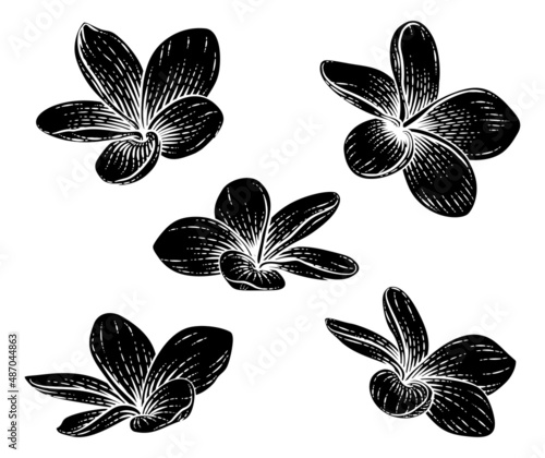 Plumeria Frangipani Tropica...