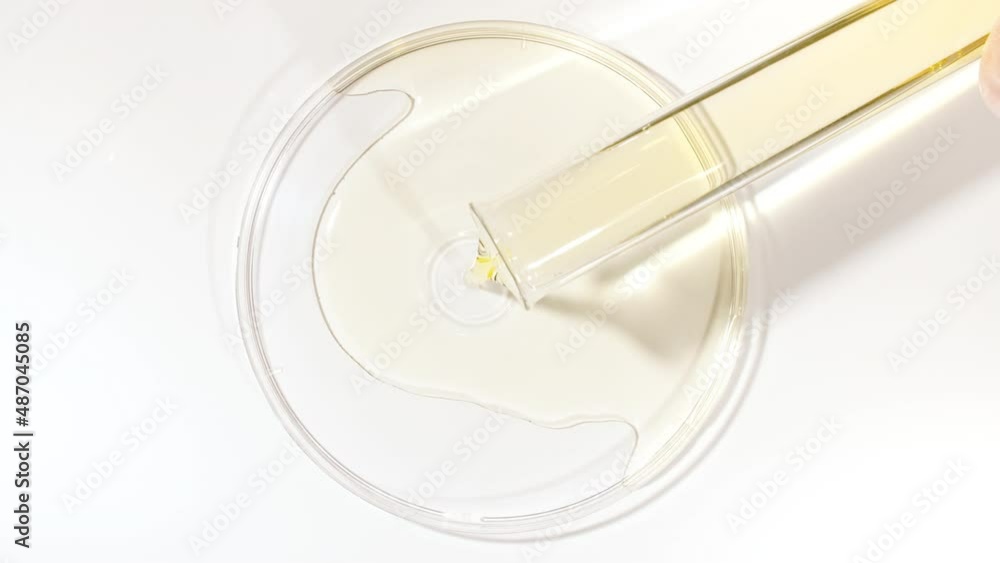 Transparent Yellow Fluid Oil from a Test Tube is Poured into Petri Dishes. Chemical Laboratory Research. Natural Organic Cosmetics, Medicine. Production of Natural Cosmetics Close-up. High quality 4k Transparent Yellow Fluid Oil from a Test Tube is Poured into Petri Dishes. Chemical Laboratory Research. Natural Organic Cosmetics, Medicine. Production of Natural Cosmetics Close-up. High quality 4k