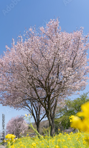 春 満開の桜の木、菜の花畑