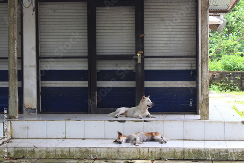 Dogs in front of empty shops around Alas Kedaton Temple due to pandemics. Taken January 2022. photo
