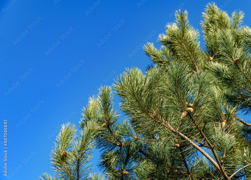 Young green cones on a branch of Austrian pine (Pinus 'Nigra'). Luxurious Black pine with long needles against blue sky. Nature concept for design with copy space. Selective focus on foreground Young green cones on a branch of Austrian pine (Pinus 'Nigra'). Luxurious Black pine with long needles against blue sky. Nature concept for design with copy space. Selective focus on foreground