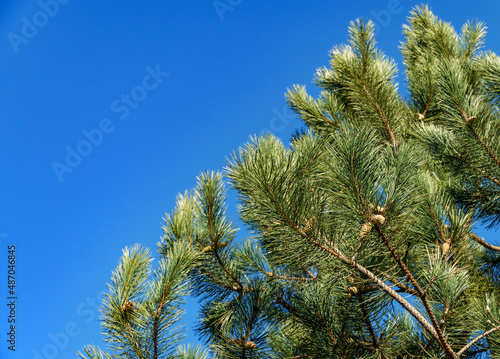 Young green cones on a branch of Austrian pine (Pinus 'Nigra'). Luxurious Black pine with long needles against blue sky. Nature concept for design with copy space. Selective focus on foreground