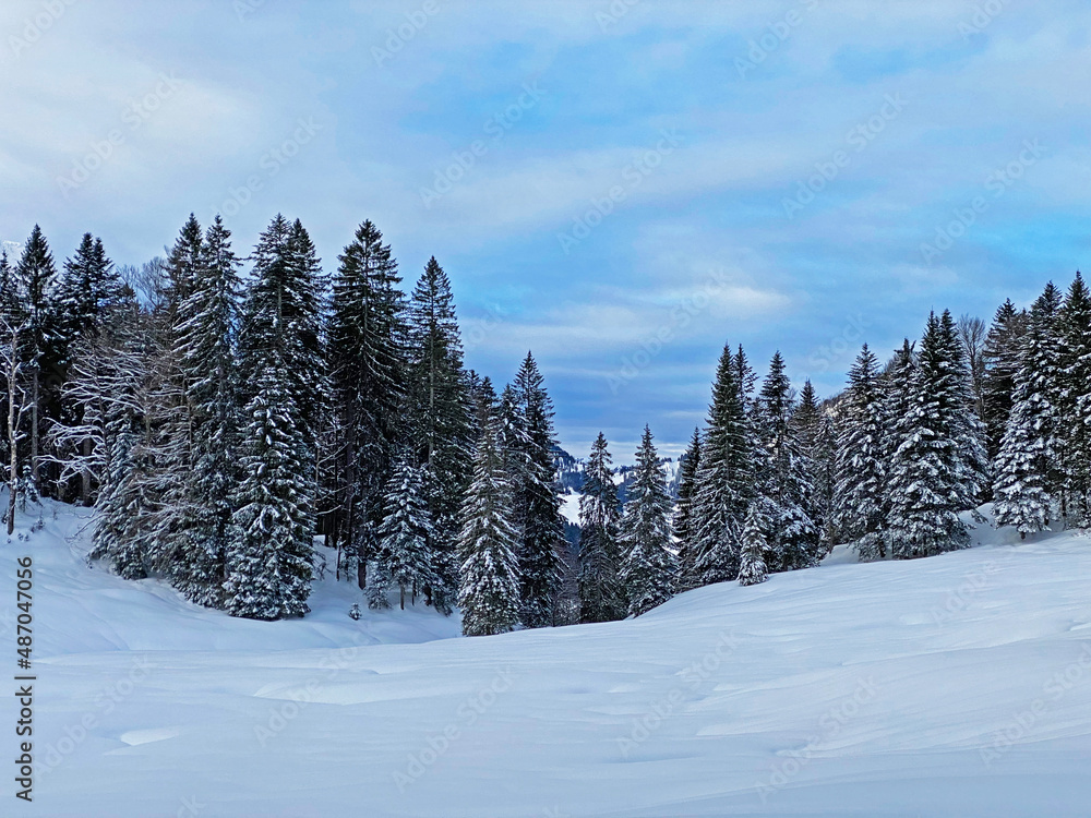 Picturesque canopies of alpine trees in a typical winter atmosphere after heavy snowfall in the Swiss Alps, Schwägalp mountain pass - Canton of Appenzell Ausserrhoden, Switzerland (Schweiz) Picturesque canopies of alpine trees in a typical winter atmosphere after heavy snowfall in the Swiss Alps, Schwägalp mountain pass - Canton of Appenzell Ausserrhoden, Switzerland (Schweiz)