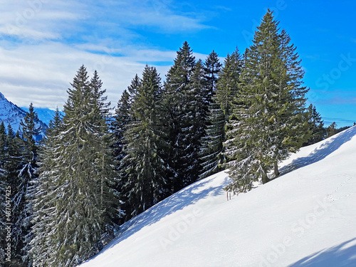 Picturesque canopies of alpine trees in a typical winter atmosphere after heavy snowfall in the Swiss Alps, Schwägalp mountain pass - Canton of Appenzell Ausserrhoden, Switzerland (Schweiz)