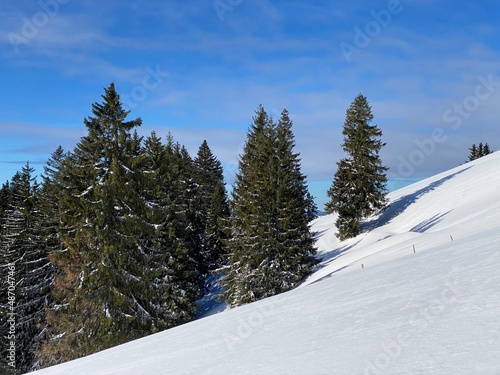 Picturesque canopies of alpine trees in a typical winter atmosphere after heavy snowfall in the Swiss Alps, Schwägalp mountain pass - Canton of Appenzell Ausserrhoden, Switzerland (Schweiz)