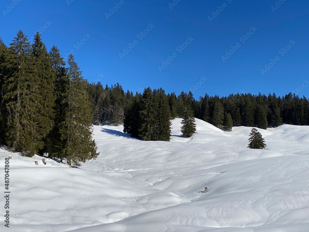 Picturesque canopies of alpine trees in a typical winter atmosphere after heavy snowfall in the Swiss Alps, Schwägalp mountain pass - Canton of Appenzell Ausserrhoden, Switzerland (Schweiz)