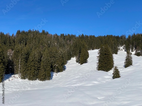 Picturesque canopies of alpine trees in a typical winter atmosphere after heavy snowfall in the Swiss Alps, Schwägalp mountain pass - Canton of Appenzell Ausserrhoden, Switzerland (Schweiz) © Mario