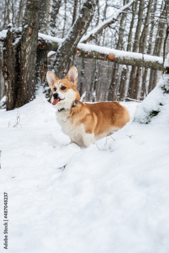 Welsh Corgi Pembroke in the winter forest. Winter walk. Outdoor fun. Welsh Corgi Pembroke in the winter forest. Winter walk. Outdoor fun.