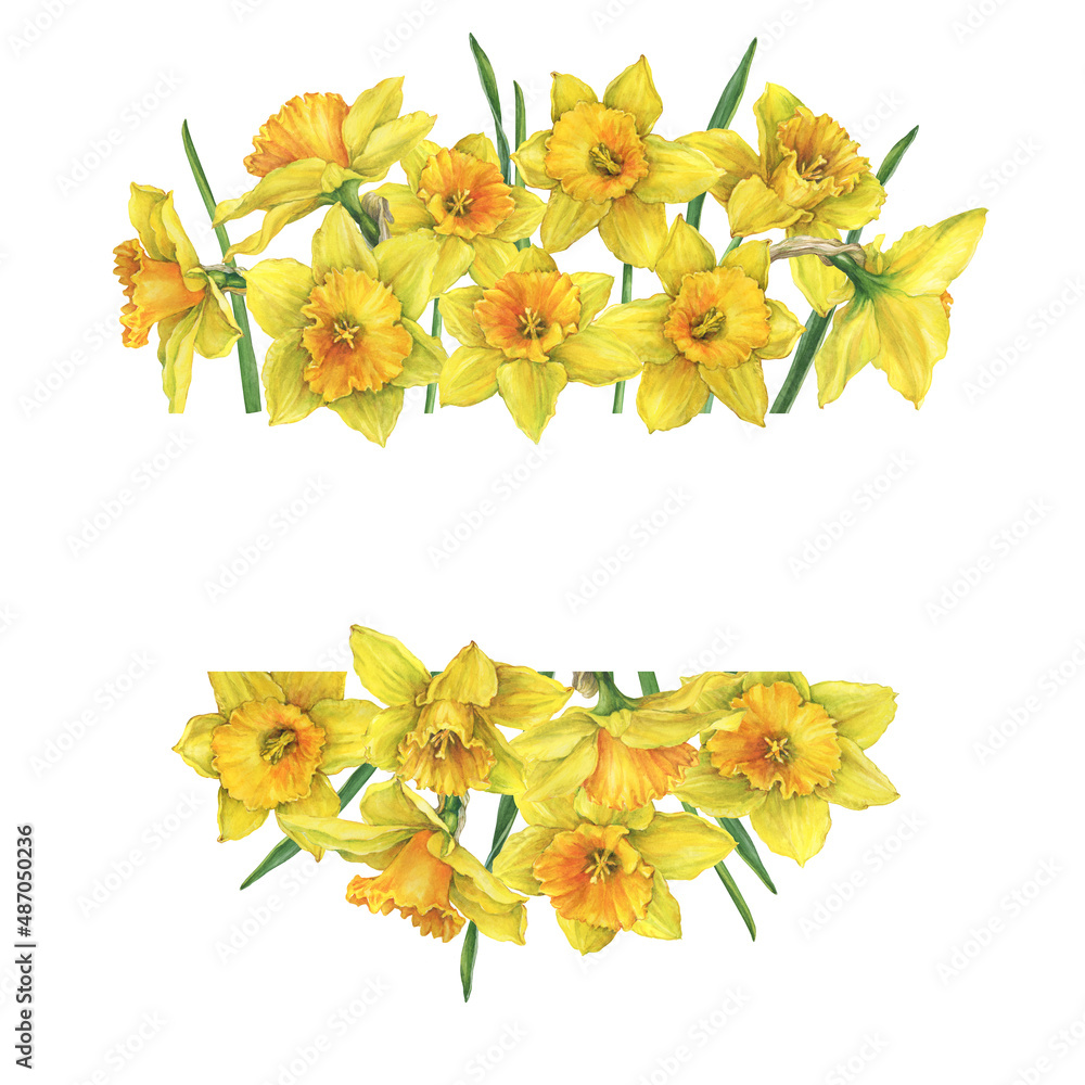 Banner with yellow narcissus flowers (daffodil, easter bell, jonquil, lenten lily). Floral botanical picture. Hand drawn watercolor painting illustration isolated on white background. - obrazy, fototapety, plakaty 