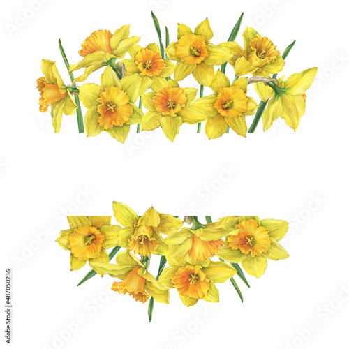 Fotografie, Obraz Banner with yellow narcissus flowers (daffodil, easter bell, jonquil, lenten lily)