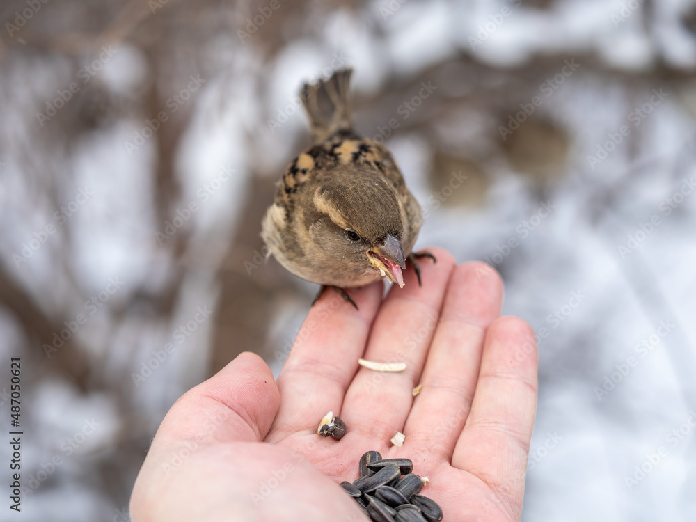 Sparrow eats seeds from a man's hand Sparrow eats seeds from a man's hand
