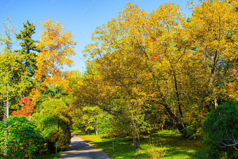 Bright yellow and red leaves on branches against a clear blue sky on an autumn sunny day.