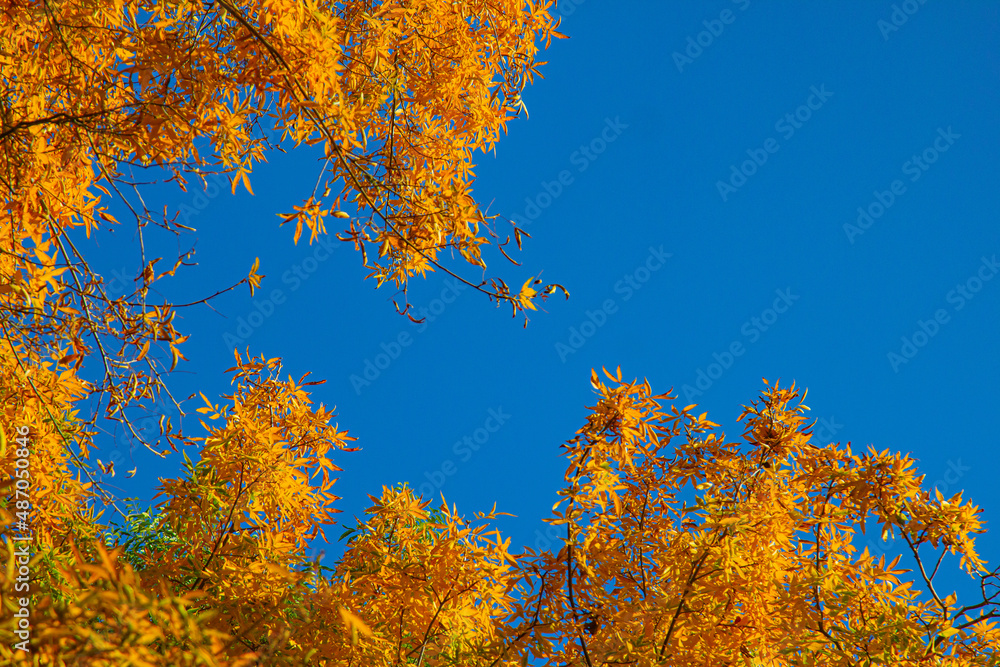 Fototapeta premium Bright yellow and red leaves on branches against a clear blue sky on an autumn sunny day.