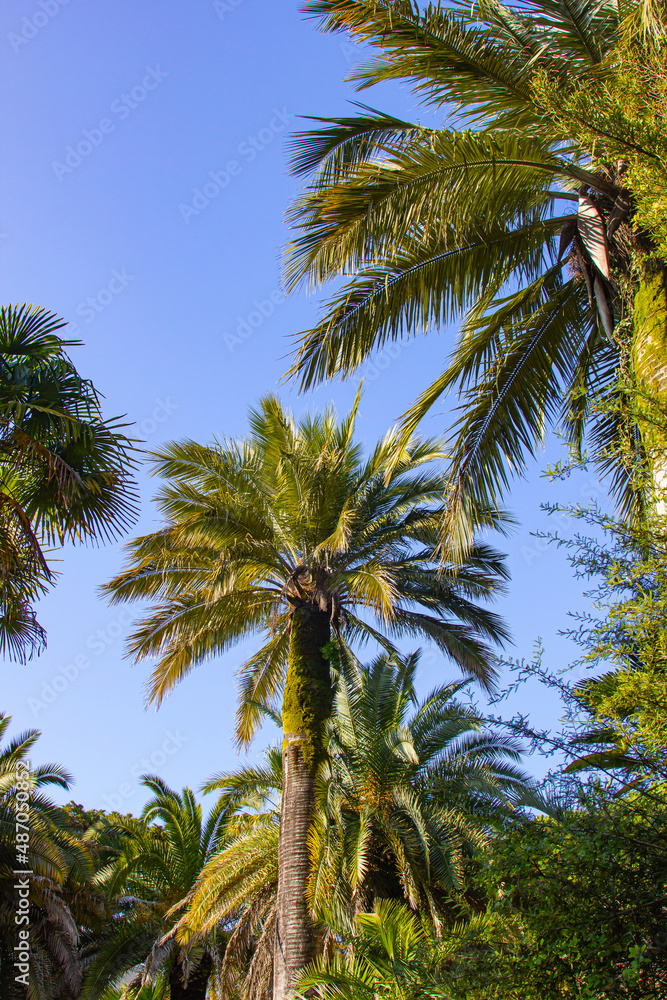 Fototapeta premium Exotic tropical trees in the park on a clear sunny summer day. There is a clear blue sky around.