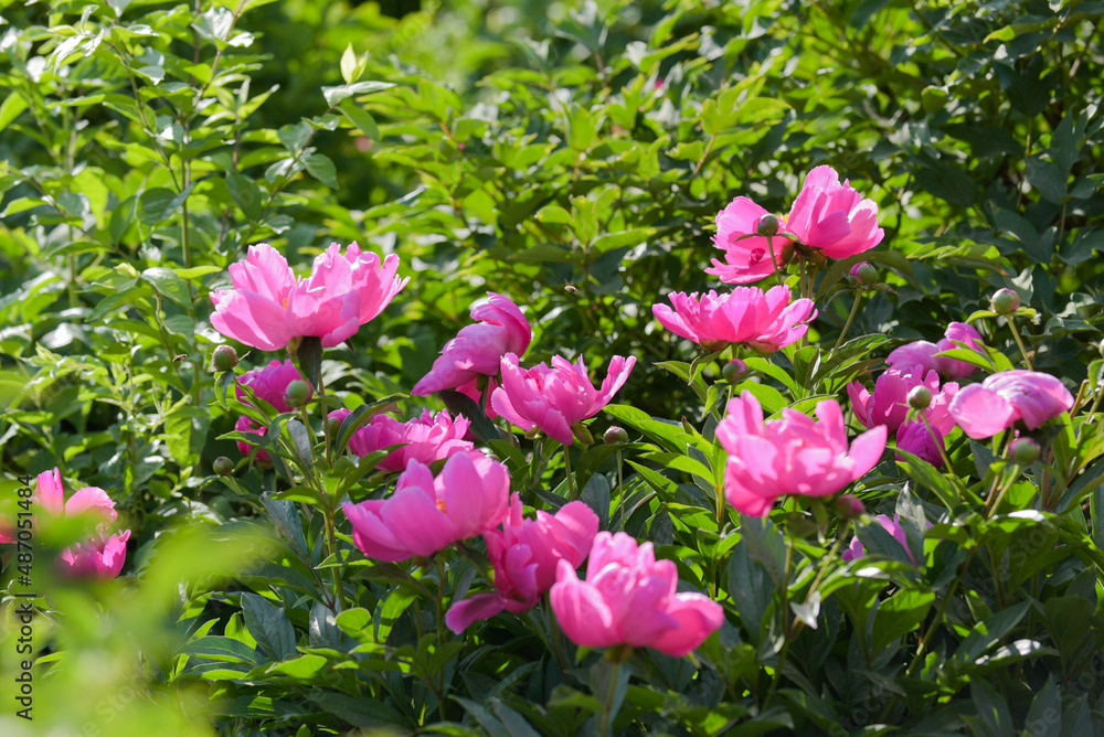 Beautiful peonies in full bloom in city parks Beautiful peonies in full bloom in city parks
