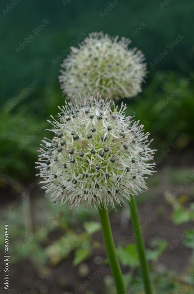 Blooming white onion, scientific name Allium backhousianum Blooming white onion, scientific name Allium backhousianum