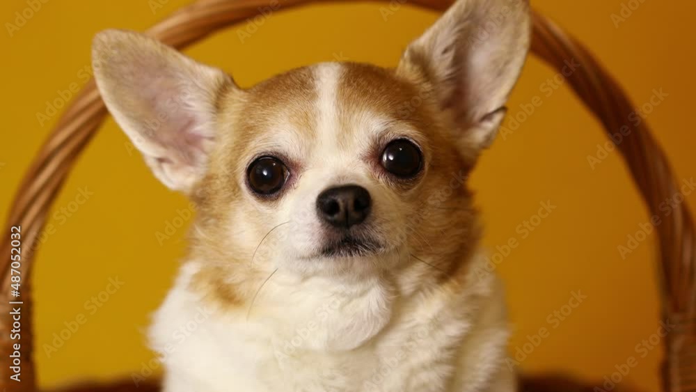 Chihuahua dog sits in a basket on a yellow background Chihuahua dog sits in a basket on a yellow background