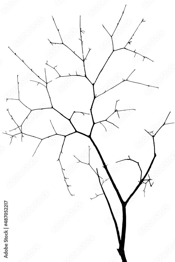 Obraz premium Tree branch isolated on white background