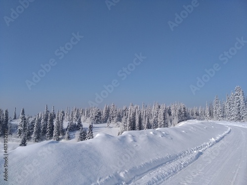 snow covered trees © Анатолий Майдуров