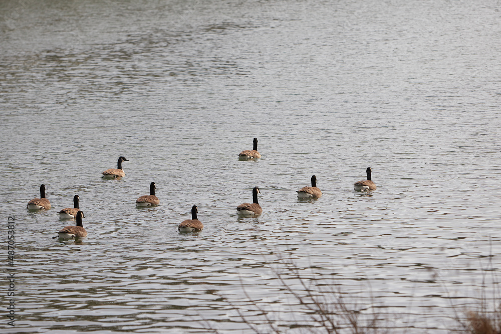 group of canada geese are swimming on a lake group of canada geese are swimming on a lake