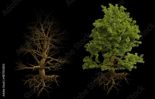 tree in winter and summer with roots isolated on black background