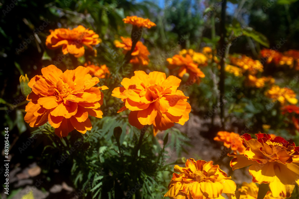 orange calendula flowers in the garden orange calendula flowers in the garden