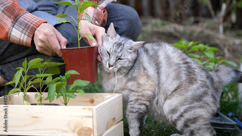 Female farmer in work wear with cat sits at box with the pepper seedlings before planting, the green pepper seedlings are ready for planting. Planting season. Concept of farming