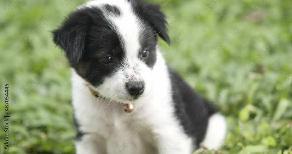 Cute little dog is relaxing on the lawn. White with black stripes around the ears and around the eyes. Cute little dog is relaxing on the lawn. White with black stripes around the ears and around the eyes.