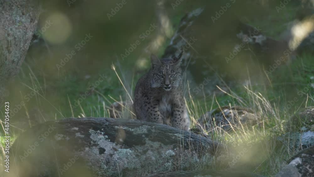Iberian lynx, Lynx pardinus, endemic to Iberian Peninsula in southwestern Spain in Europe. Rare cat walk top of hill. Lynx in mountain, wild cat in the habitat, Sierra de Andujar, Andalusia in Spain. Iberian lynx, Lynx pardinus, endemic to Iberian Peninsula in southwestern Spain in Europe. Rare cat walk top of hill. Lynx in mountain, wild cat in the habitat, Sierra de Andujar, Andalusia in Spain.