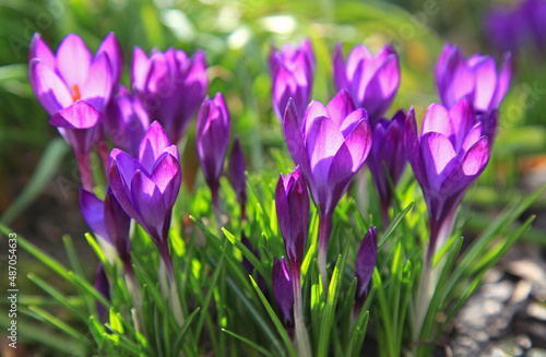 Springtime. The first spring flowers in the garden. Flowering saffron sowing or spring. Warm landscape with beautiful purple flowers (crocus) in the light of the sun. Bright spring colors
