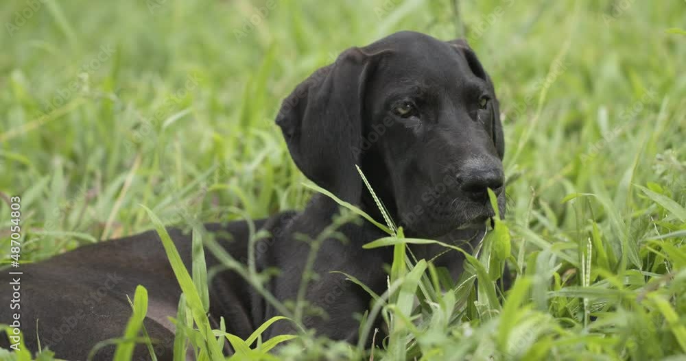 Great Dane looking around relaxing on the lawn area. It has long and large ears and a black body. Great Dane looking around relaxing on the lawn area. It has long and large ears and a black body.