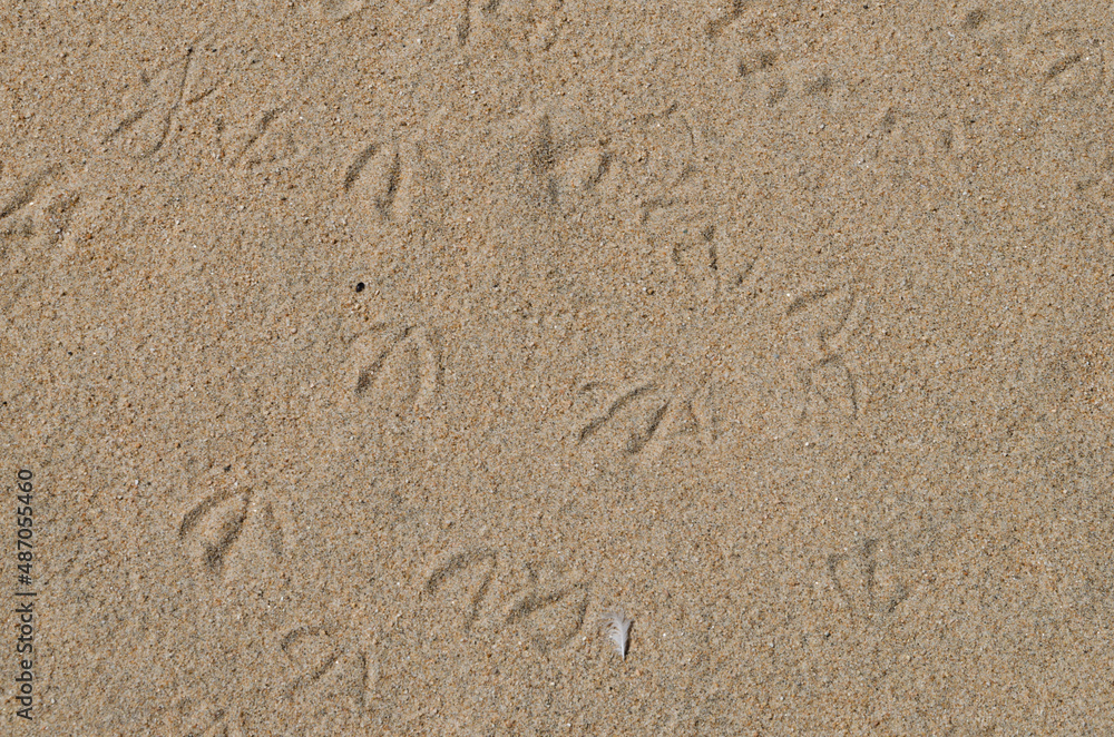 Traces of seagulls on the sand. View from above. Traces of seagulls on the sand. View from above.