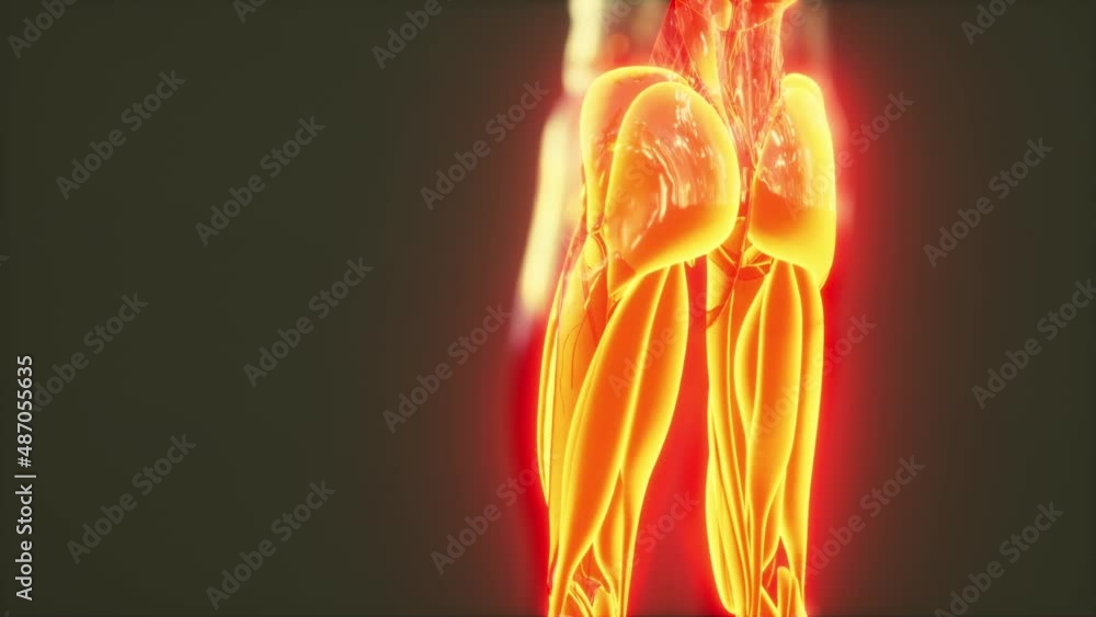 male anatomy of muscular system