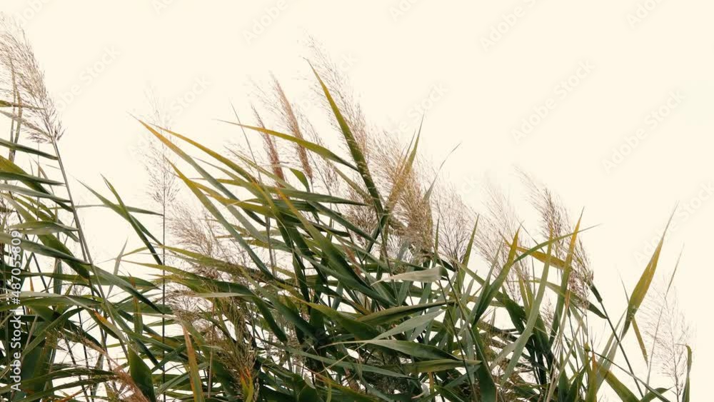 Pampas grass in the sky. Abstract natural background of soft green plants Cortaderia selloana moving in the wind