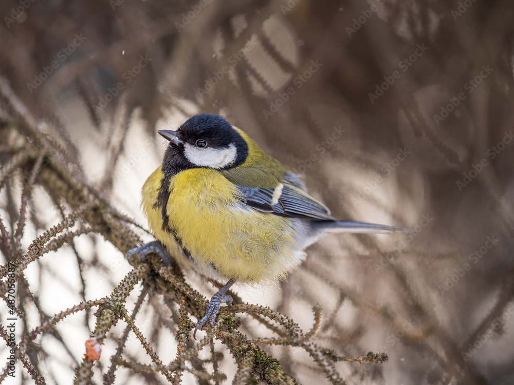 Cute bird Great tit, songbird sitting on a branch without leaves in the autumn or winter. Cute bird Great tit, songbird sitting on a branch without leaves in the autumn or winter.