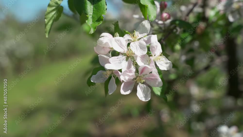 Apple blossoms. The apple orchard is in bloom in spring. Farming and growing apples. White apple tree blossom, spring season in fruit orchards in agricultural region, landscape