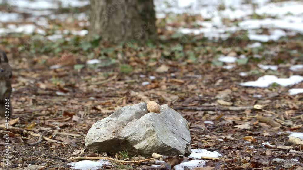 A squirrel finds a walnut and takes it away in the winter forest.