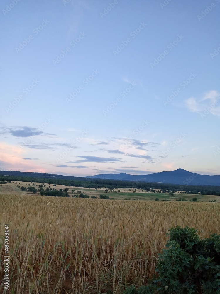 field of wheat and sky